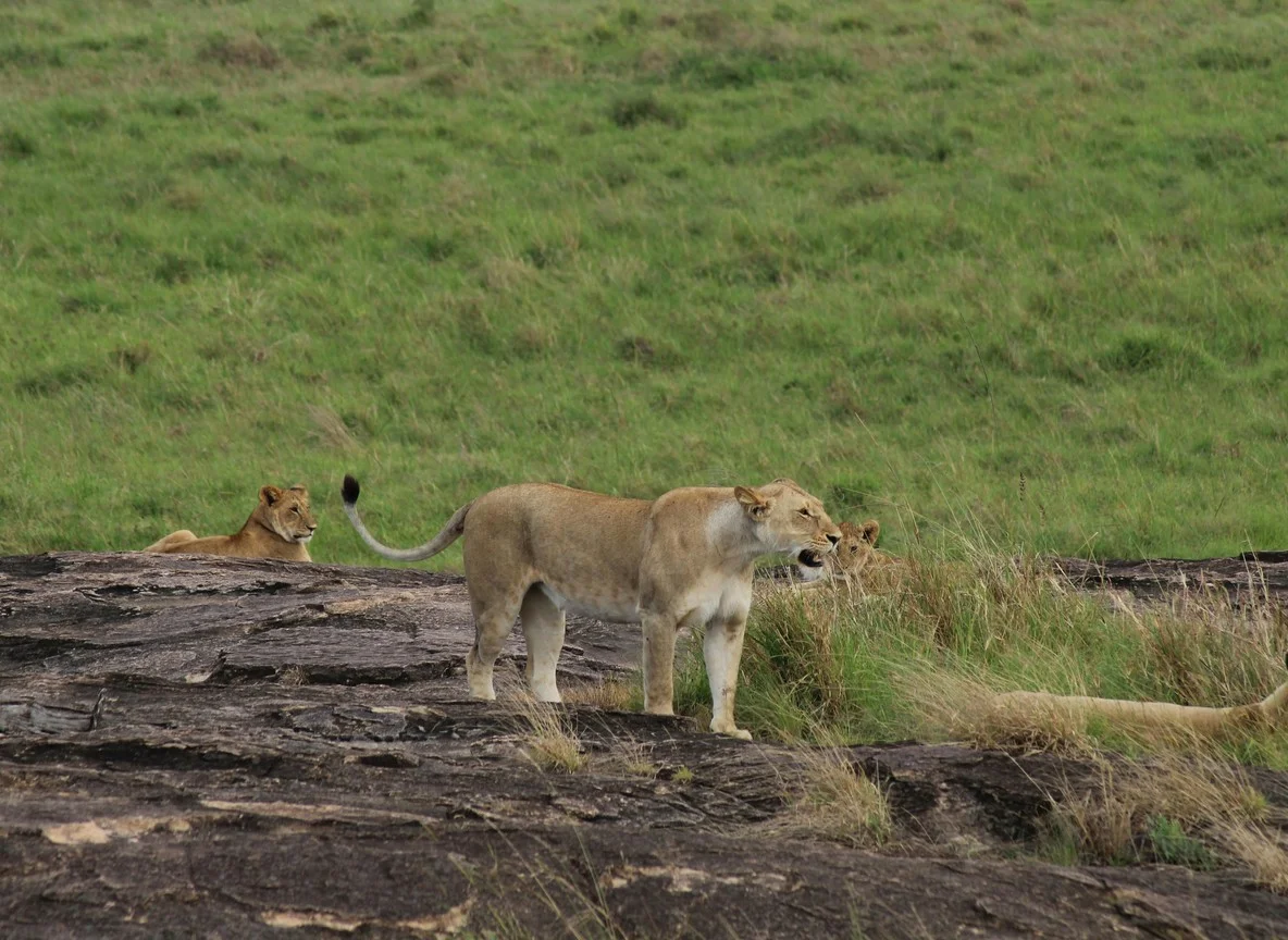 Leopard on termite mound in Olare Motorogi Conservancy