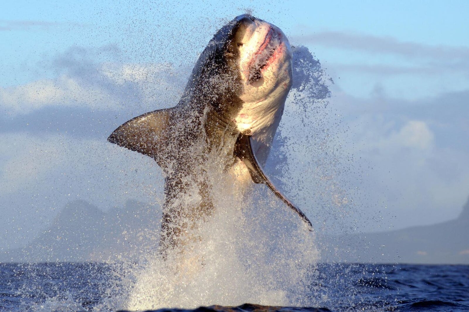 A great white shark near the surface off Gansbaai, South Africa