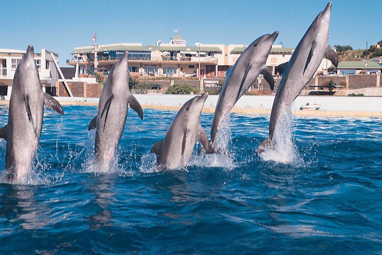 A pod of dolphins in the ocean off the Cape coast