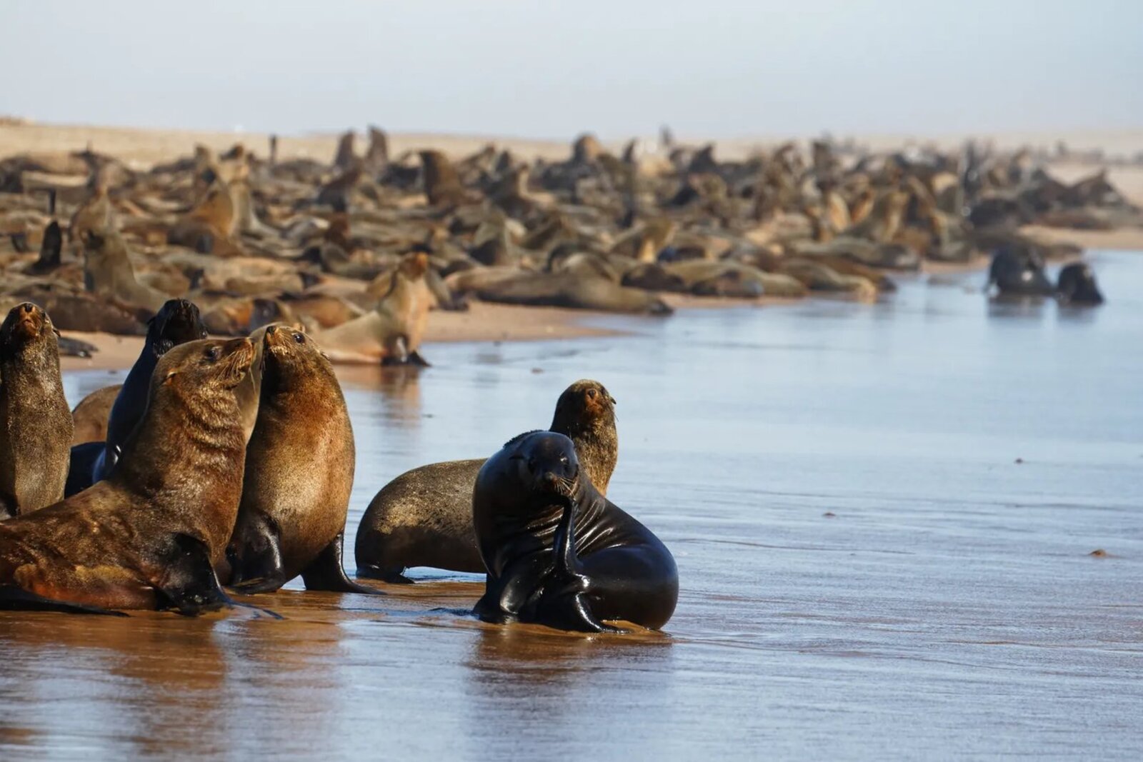 Cape fur seals basking on rocks along the Cape coast