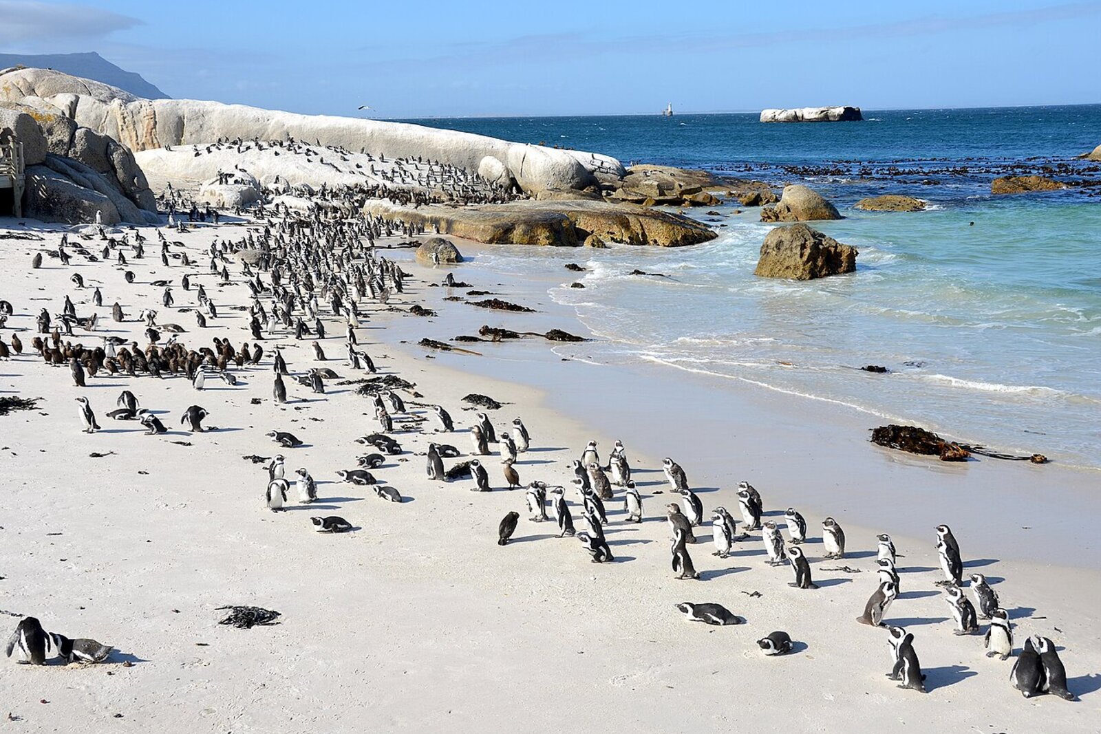 African penguins on the white sand at Boulders Beach near Simon's Town