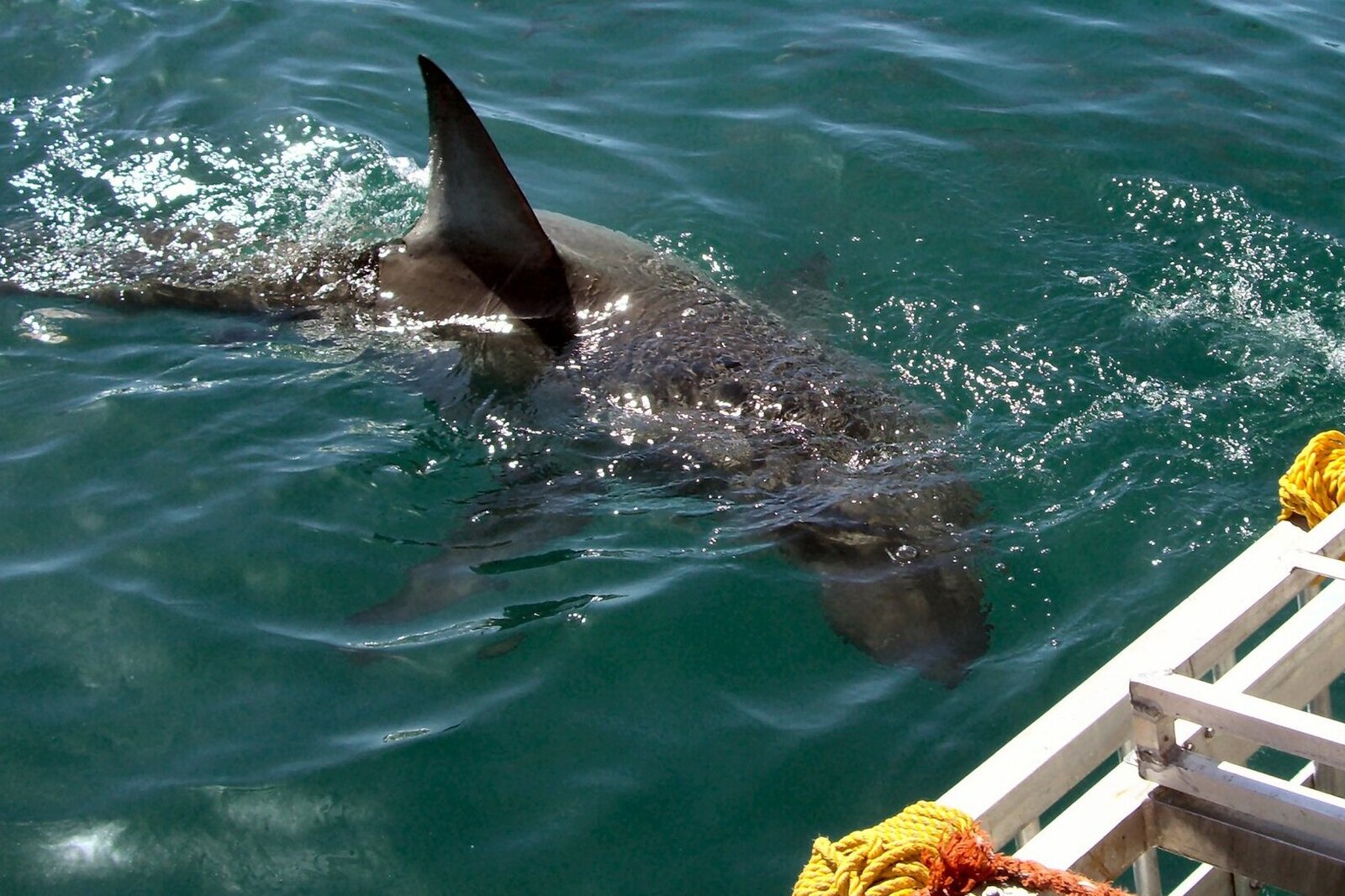 A shark cage diving boat off Gansbaai on the Cape Whale Coast