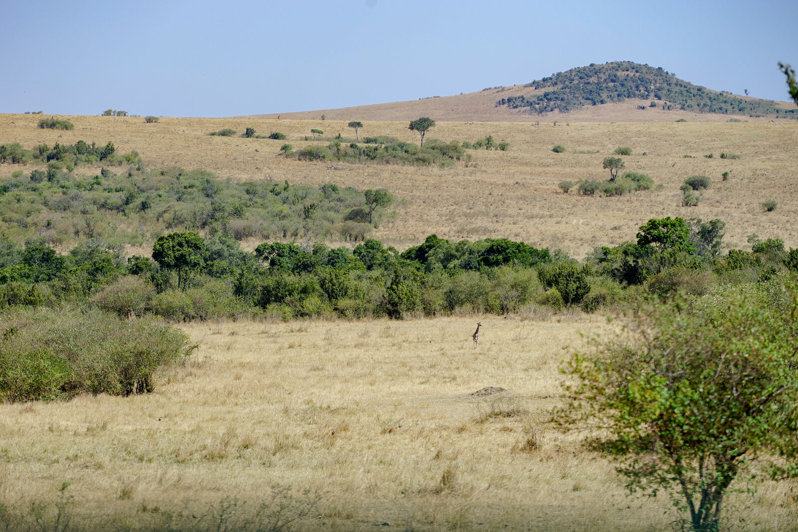 The rolling grasslands of a Masai Mara private conservancy