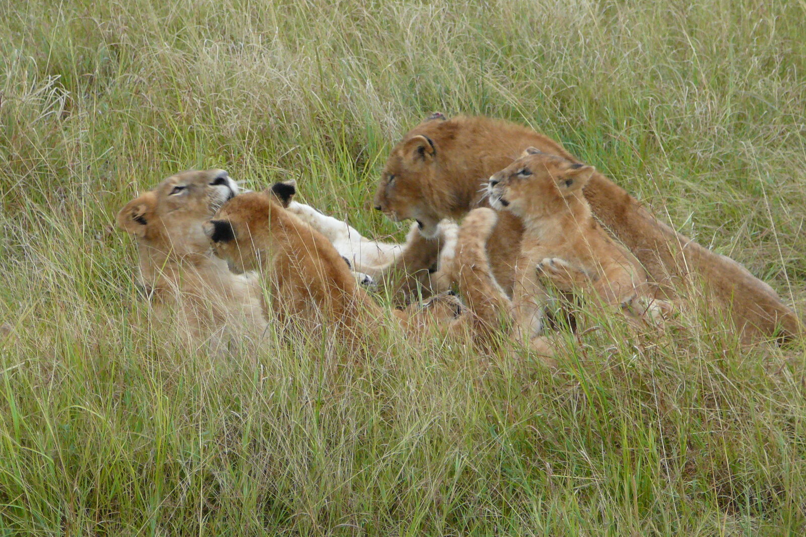 A pride of lions resting on open ground at dawn