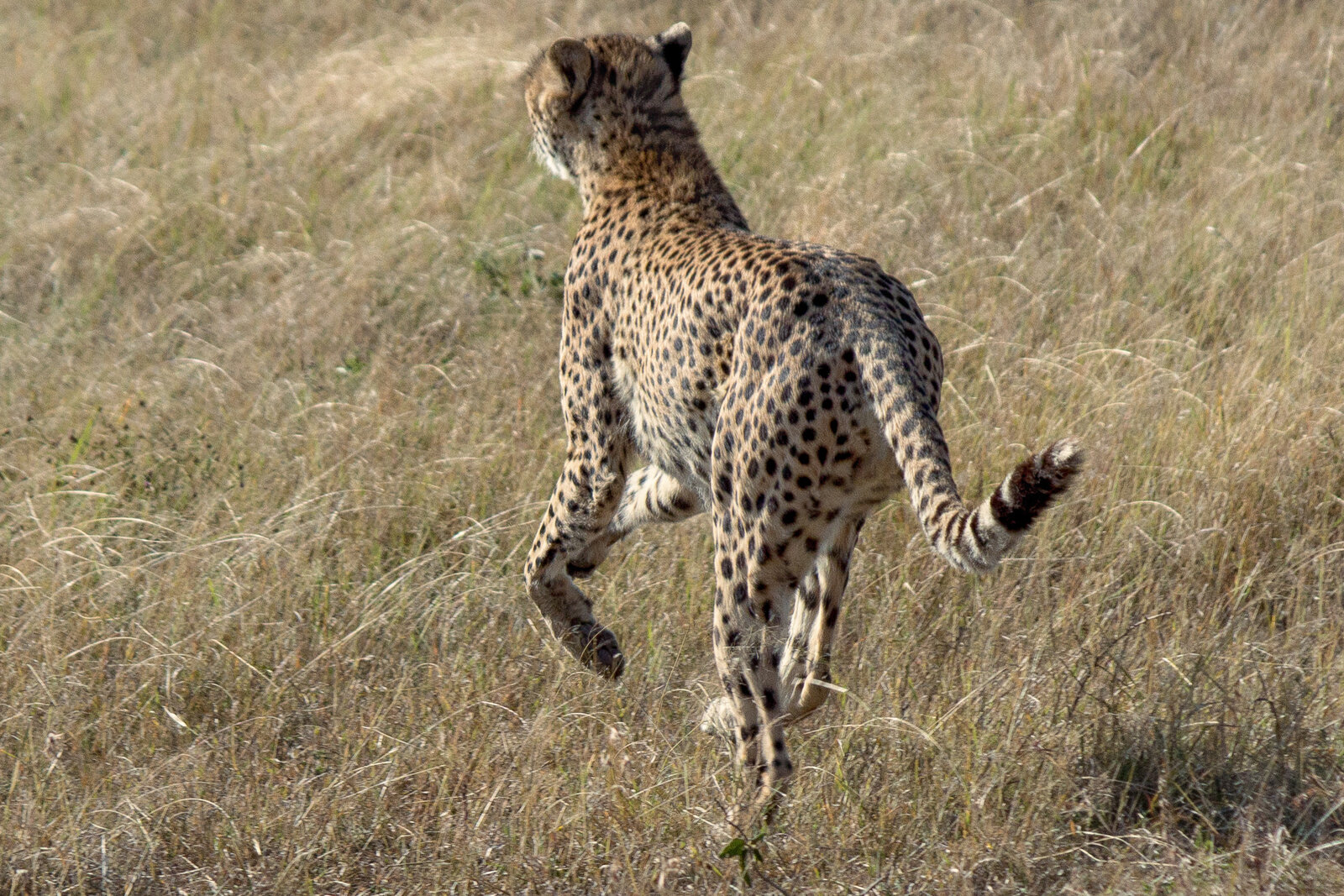 A cheetah surveying the plains from a raised mound