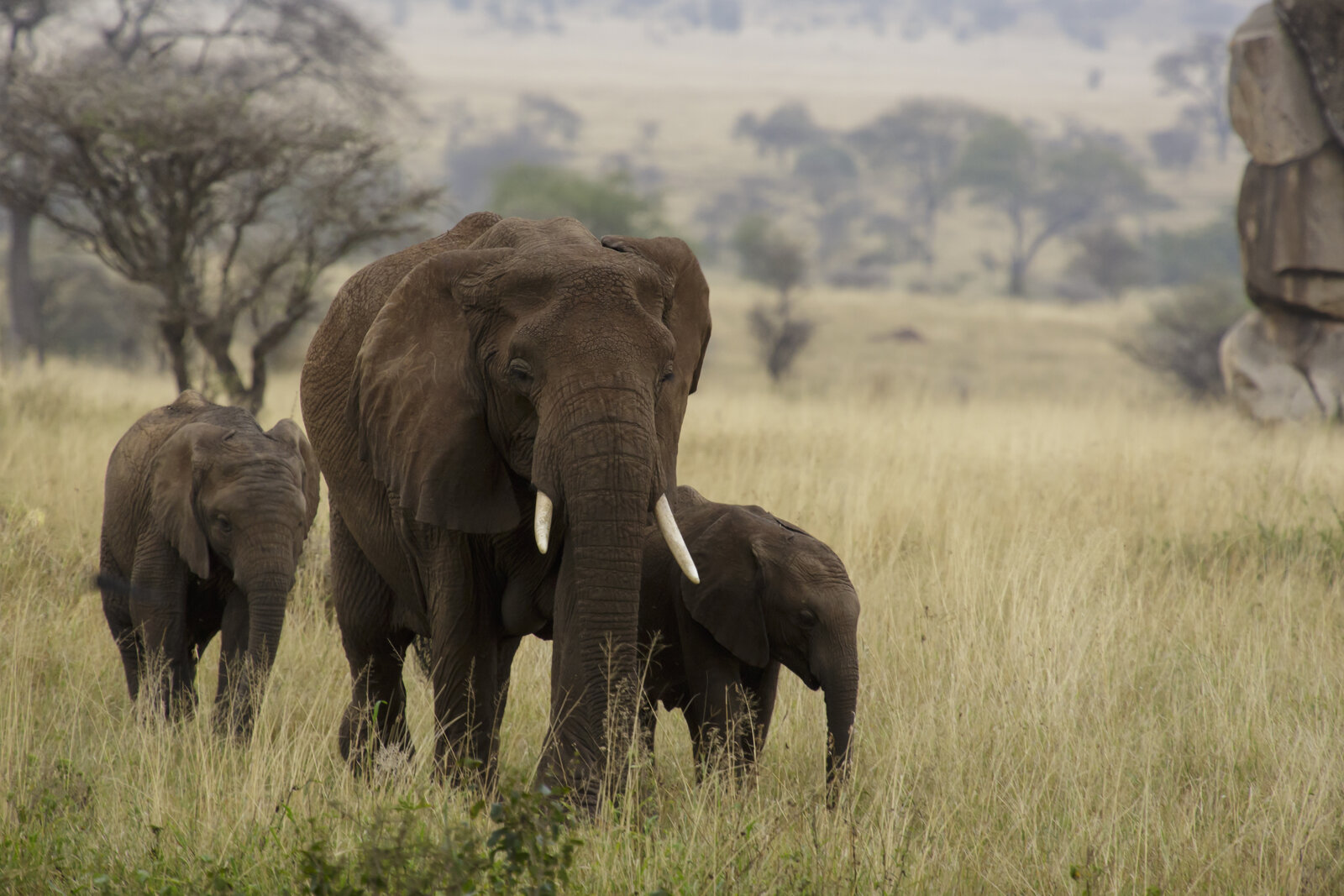 An elephant family crossing the plains in a Masai Mara conservancy