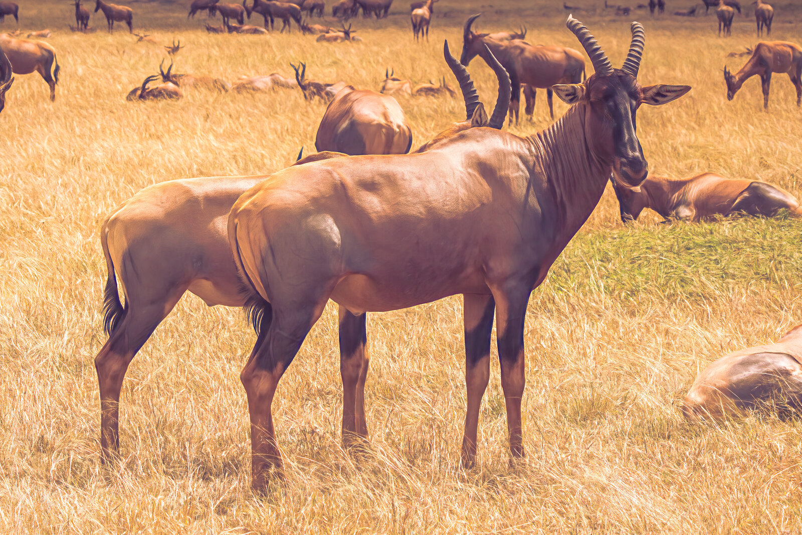 Topi on the savannah of the Mara Triangle beside the migration route