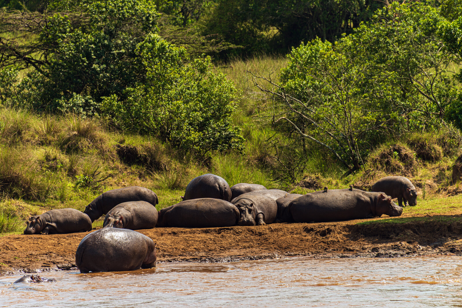 Hippos in the Mara River where wildebeest cross into Kenya