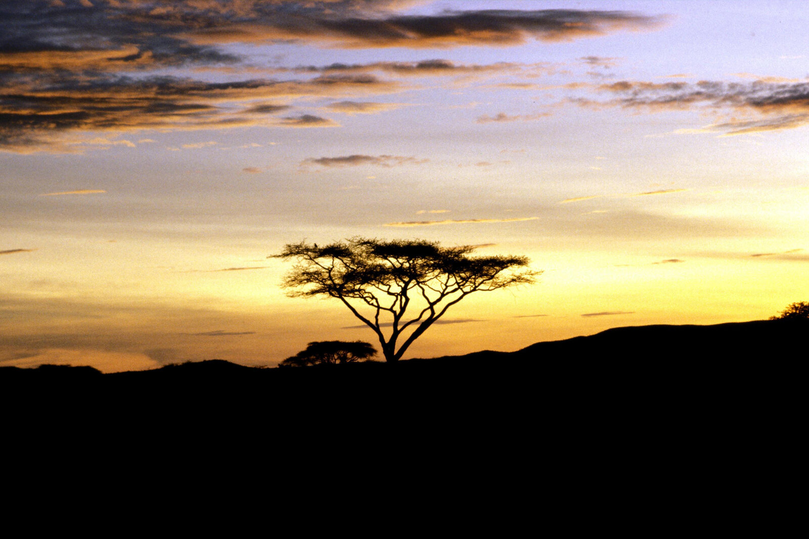 Acacia silhouetted against a Masai Mara sunset