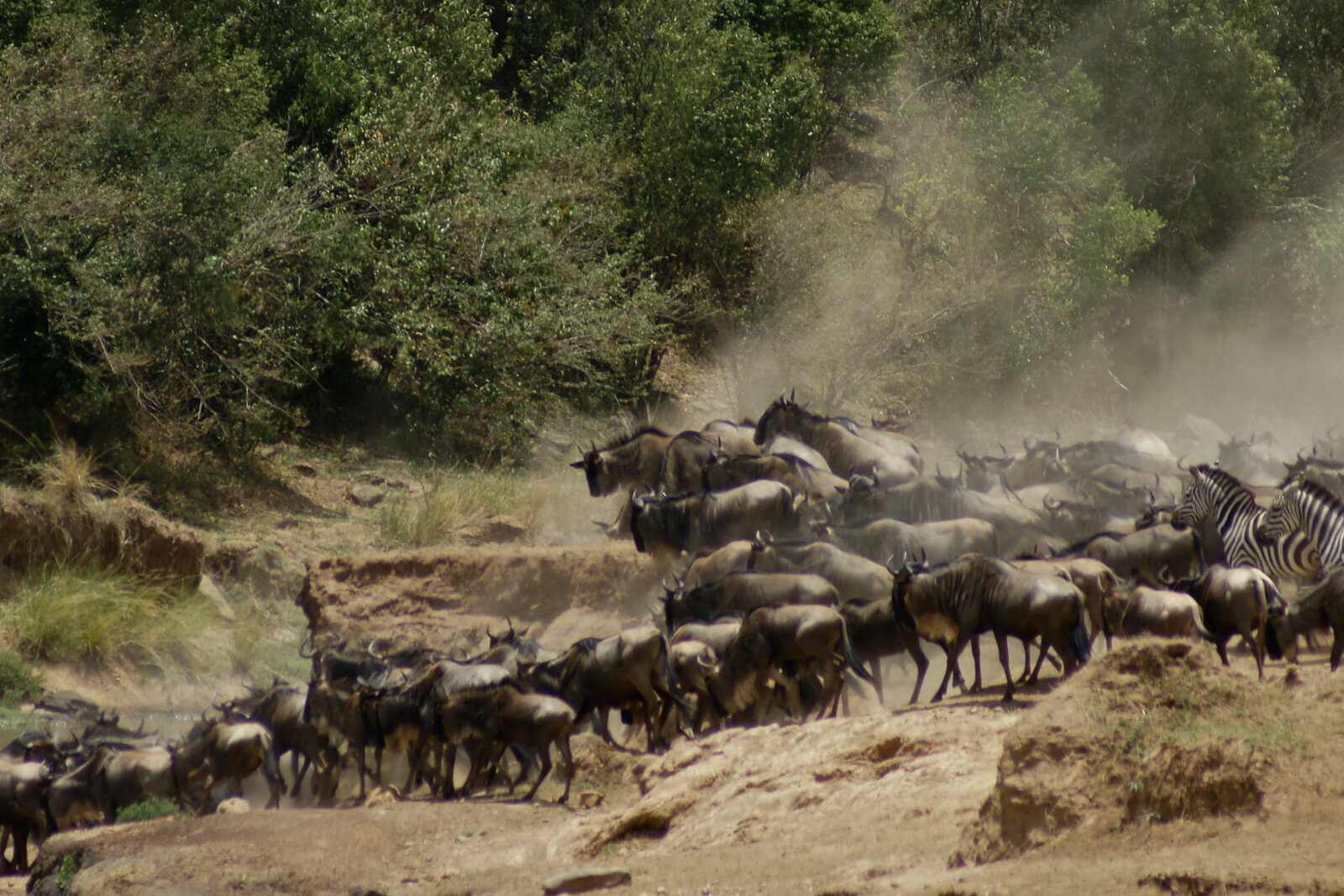 A column of wildebeest streaming toward the Mara River during the Great Migration