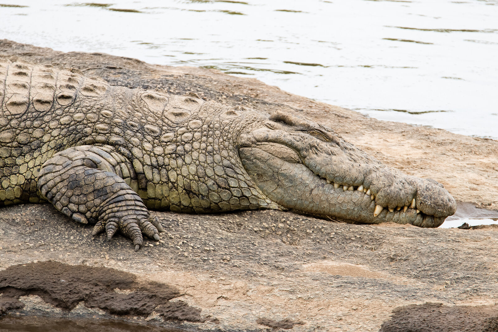 A large crocodile waiting in the Mara River