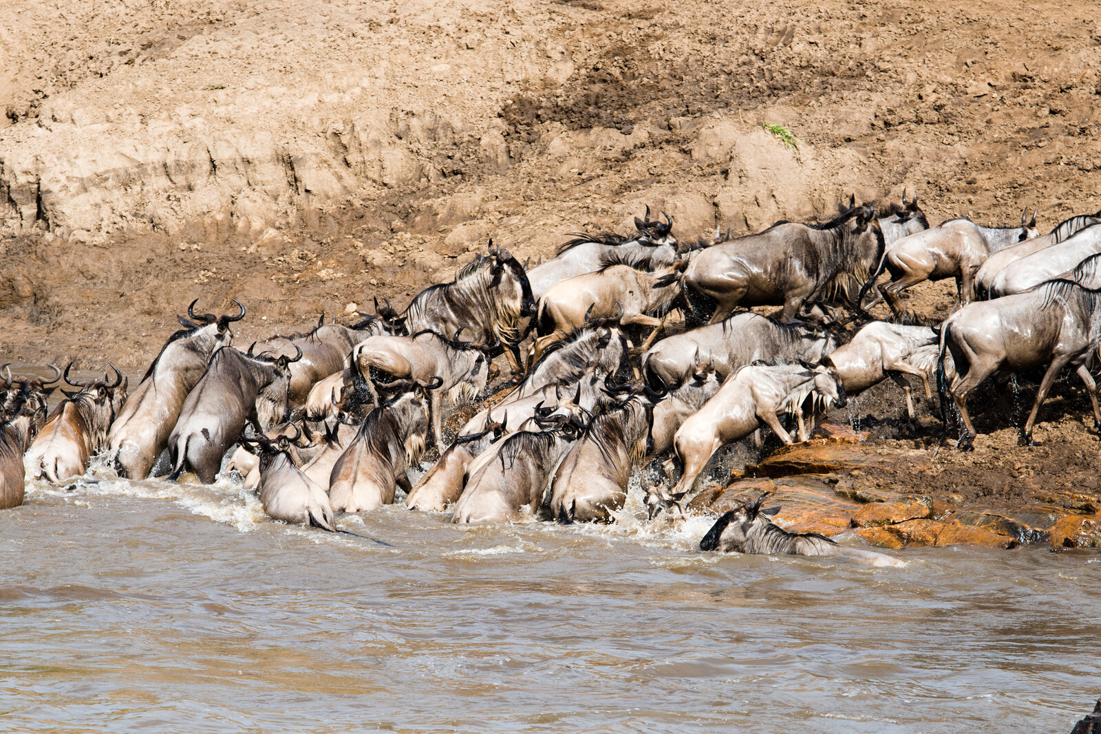 Wildebeest herds gathering nervously on a riverbank