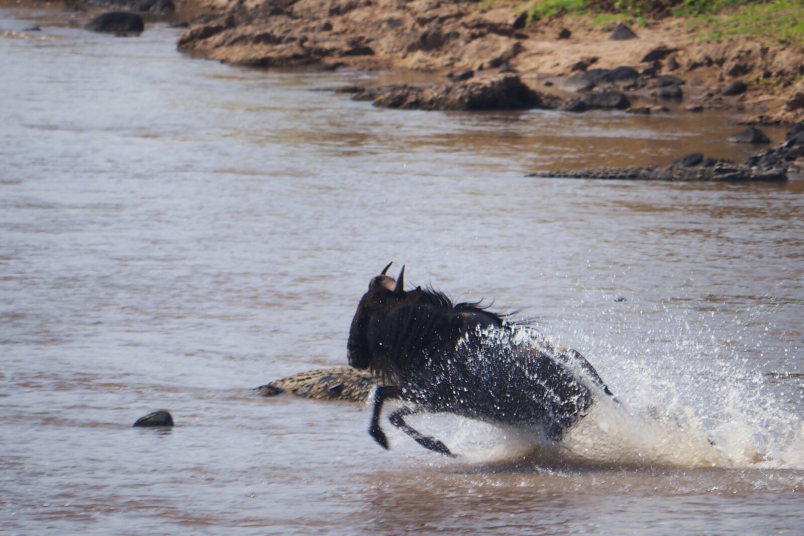 A cloud of dust rising as wildebeest stampede across open ground