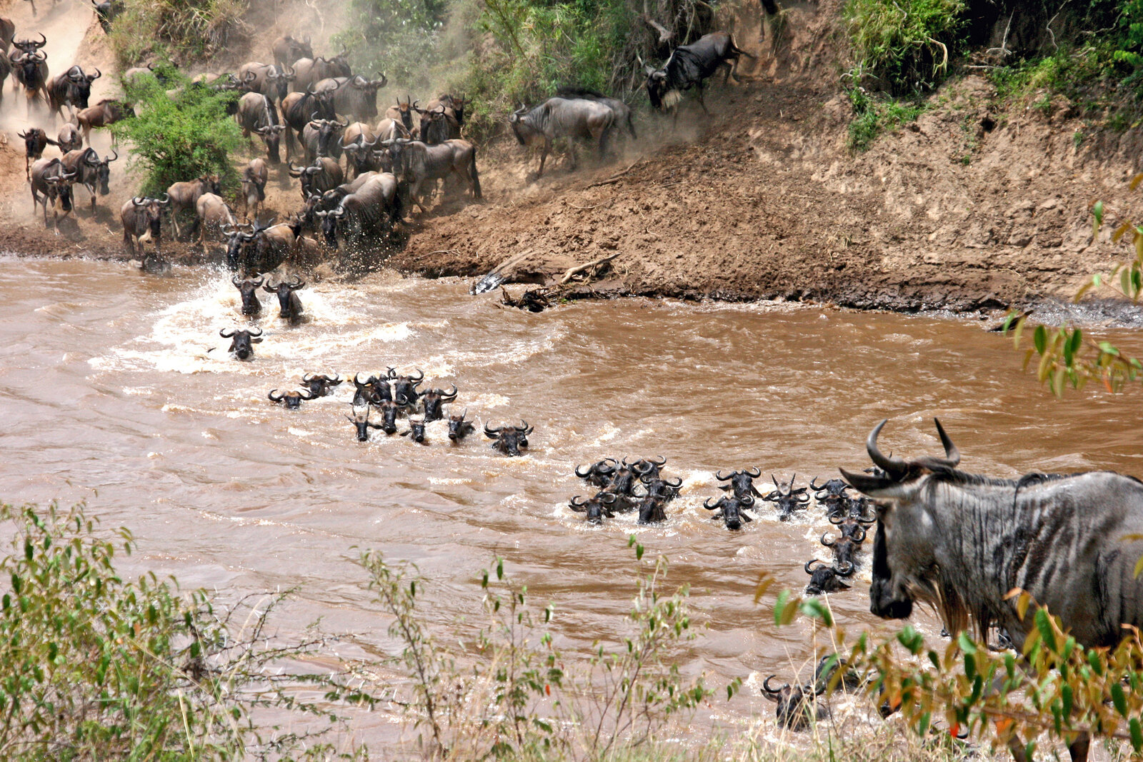 Drama at the Mara River bank as wildebeest scramble up the far side