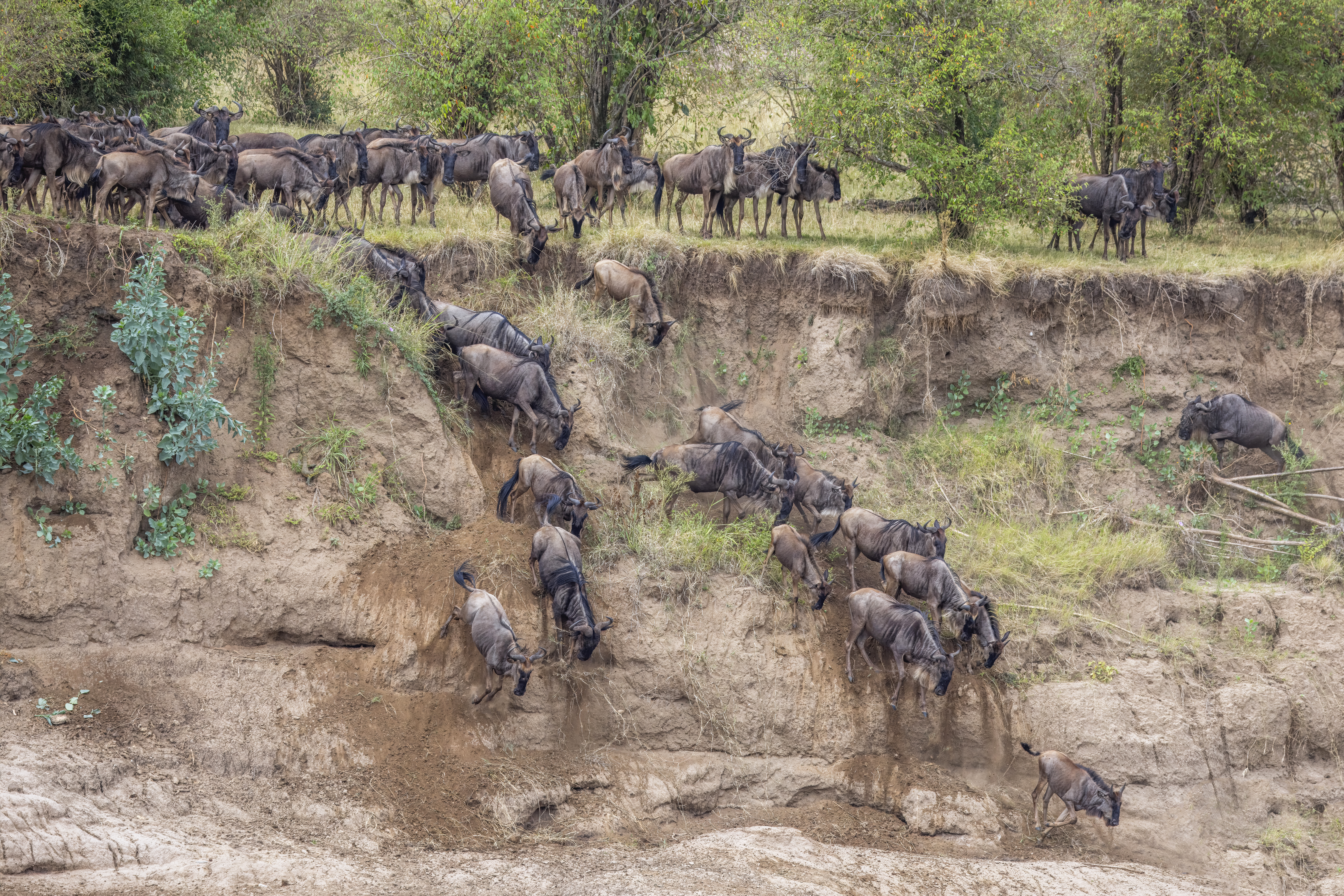 Wildebeest crossing the Mara River during the Great Migration