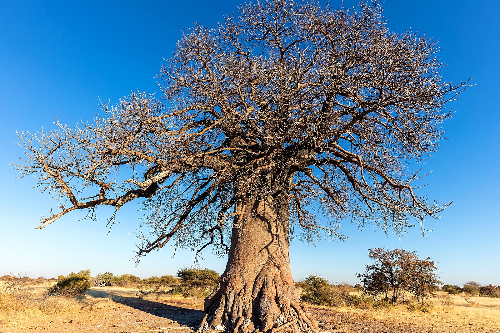 Ancient baobab tree at golden hour in Mashatu Game Reserve