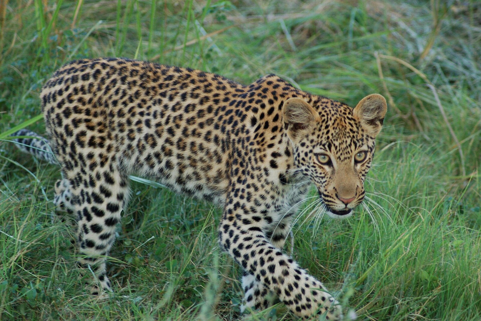 Leopard walking through grasslands in Mashatu Game Reserve, Botswana