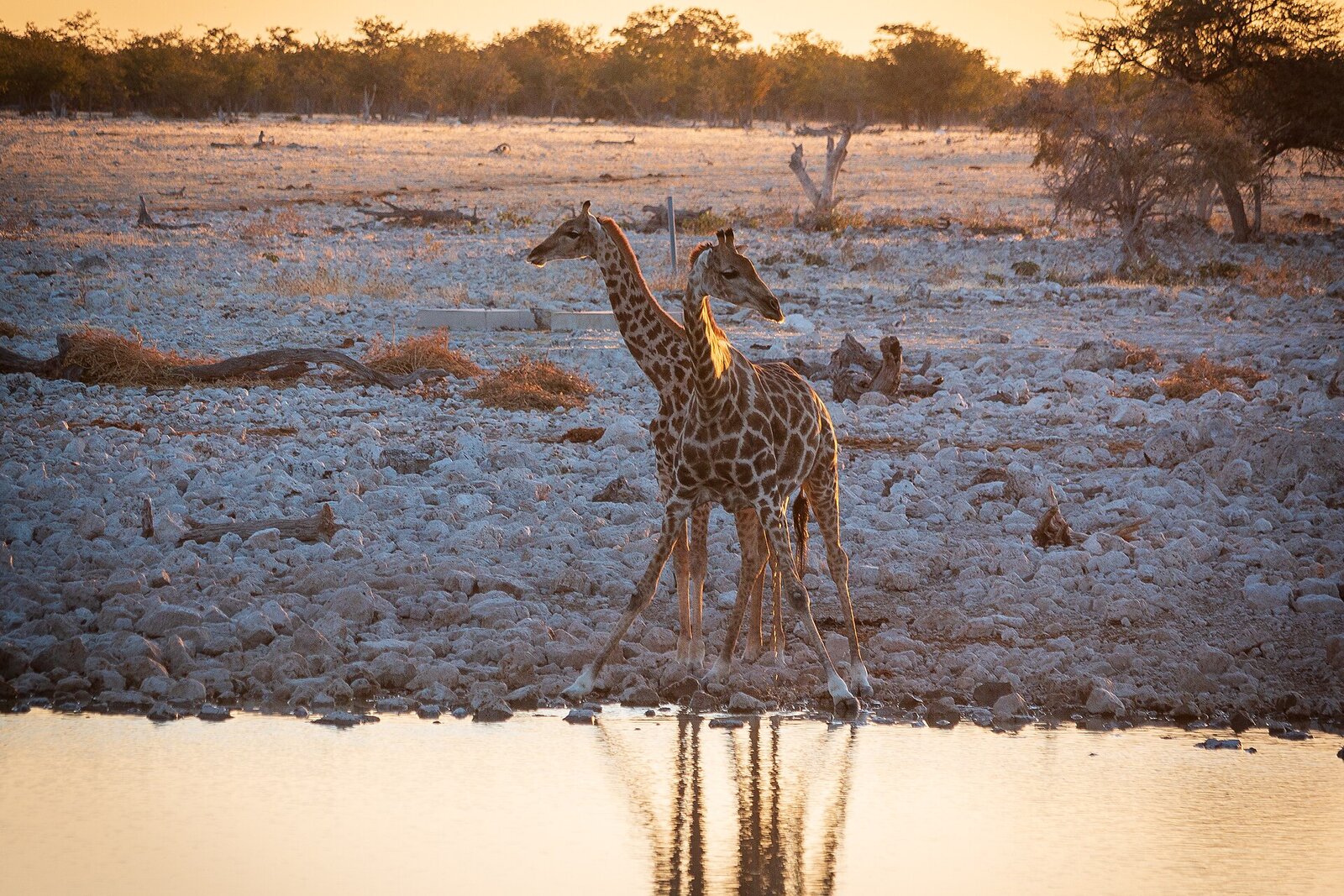 Giraffe silhouetted against golden sunset in Mashatu, Botswana