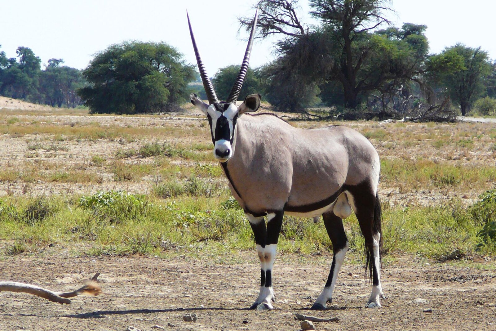 Gemsbok herd on the open plains of Mashatu Game Reserve, Botswana