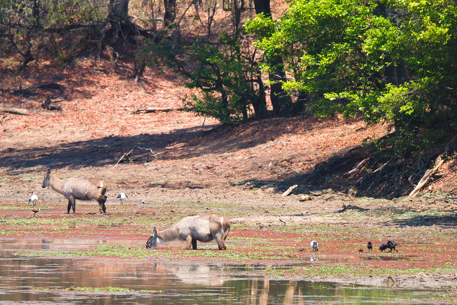 A waterbuck at the lagoon beside Mfuwe Lodge