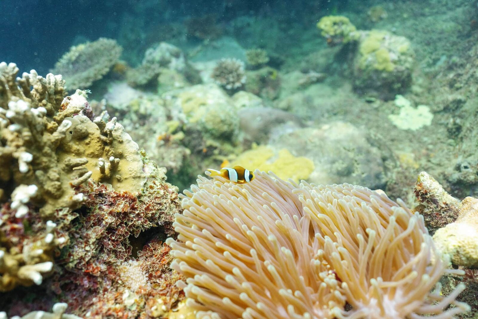 A vibrant coral reef with tropical fish on a PADI dive off Miavana, Nosy Ankao, Madagascar