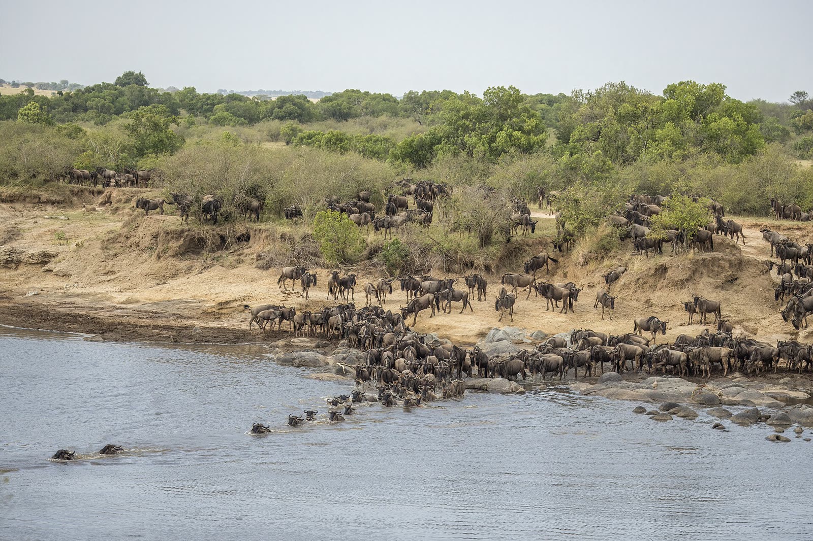Wildebeest herds streaming across the Mara River on a migration safari