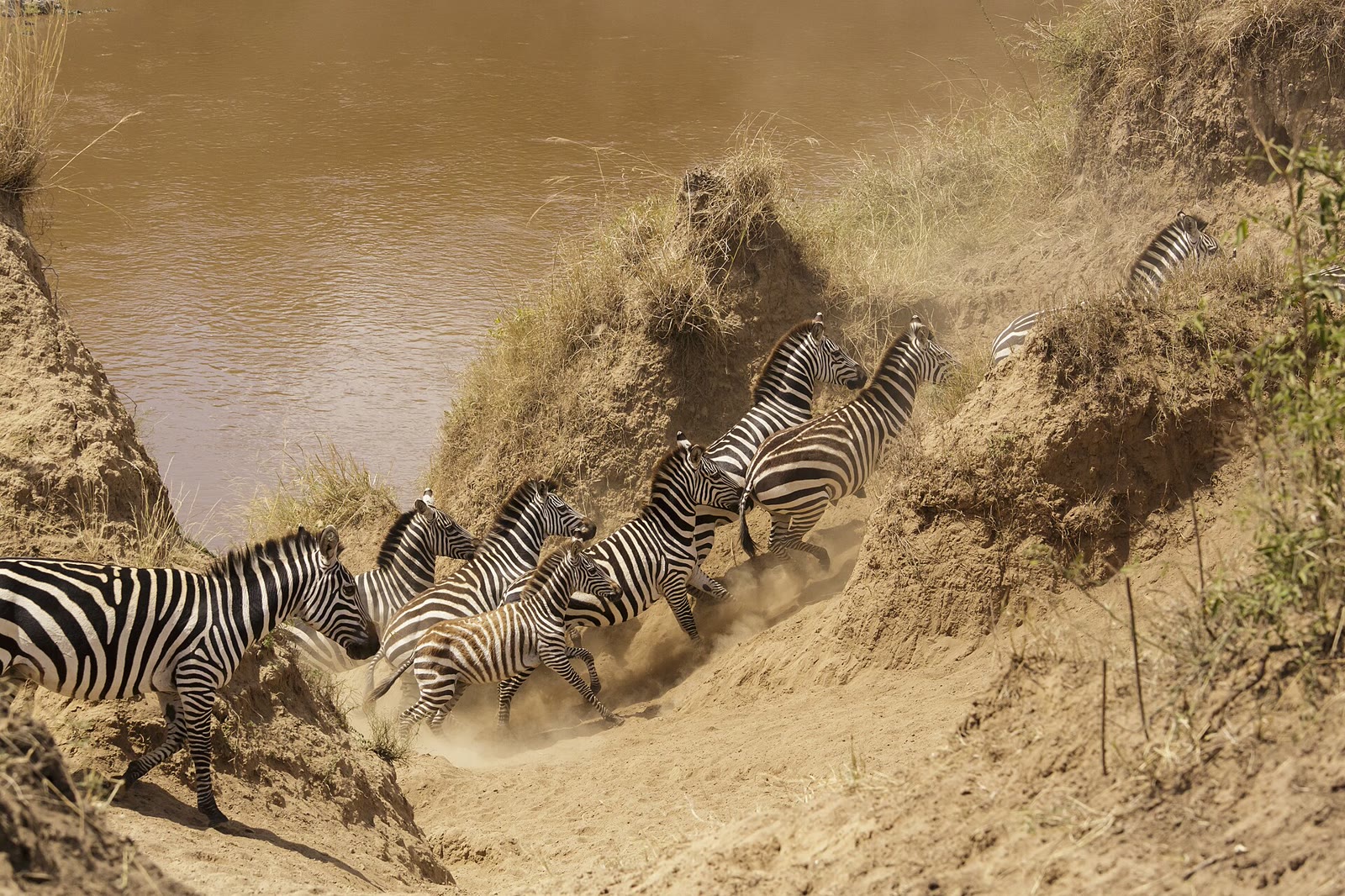Zebra scrambling up a steep dusty bank during a river crossing