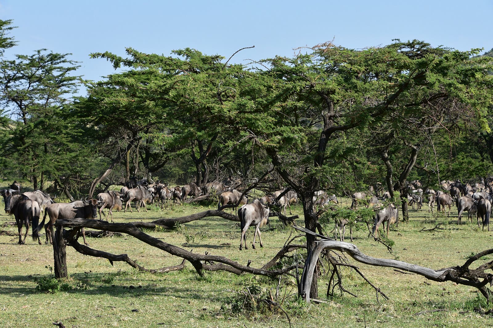 Vast wildebeest herds spread beneath acacia trees on the Serengeti plains
