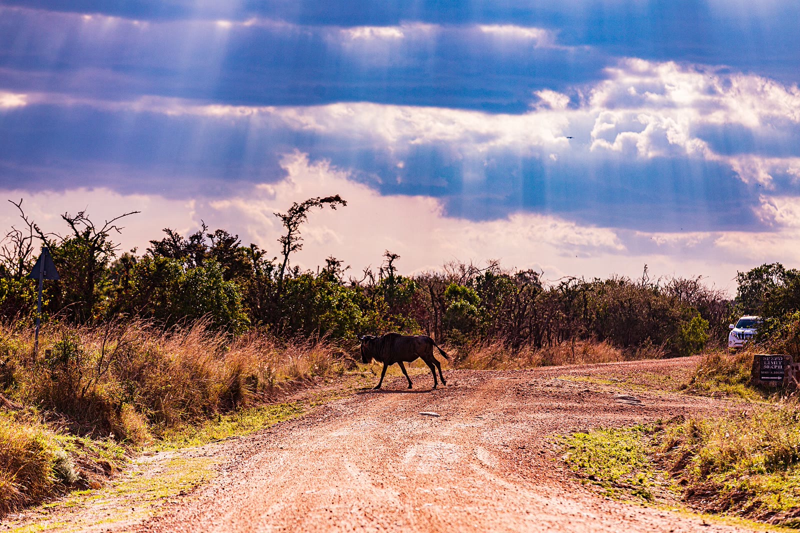 A big cat walking a game-drive track as a safari vehicle watches on a classic safari