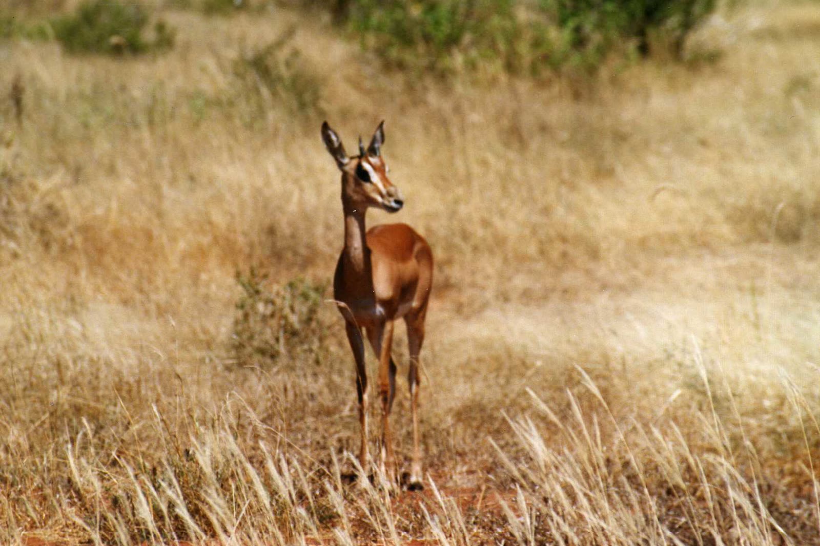 An impala in golden grass, typical of the resident plains game on a classic safari