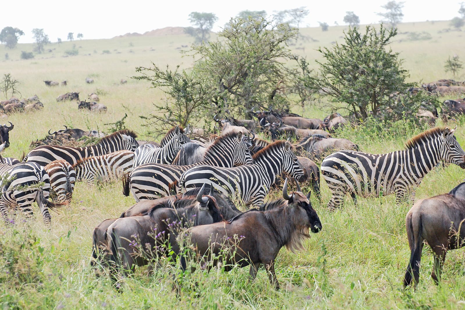 Zebra and wildebeest grazing peacefully together on the plains