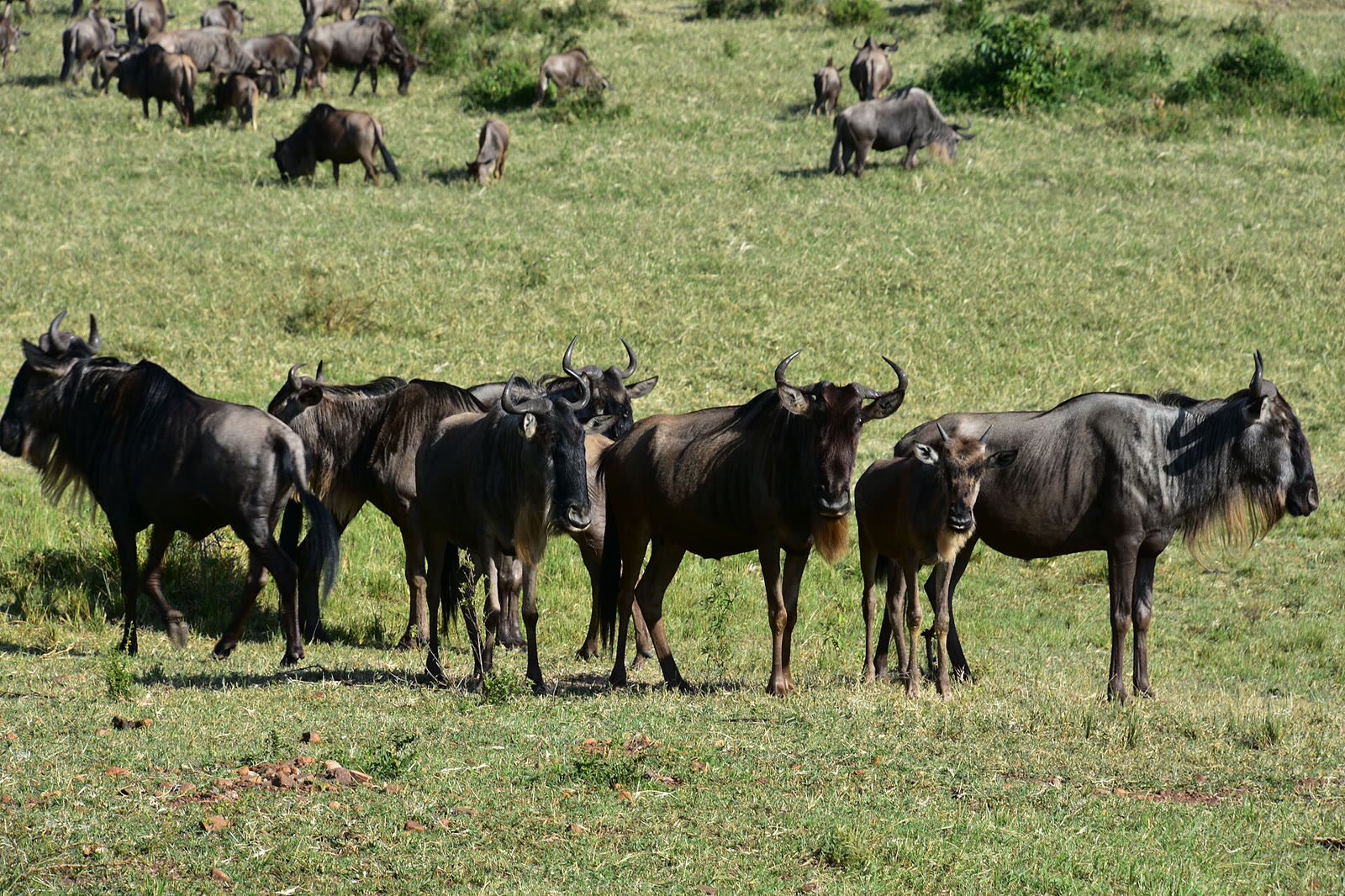 A small group of wildebeest on a green plain between the drama of the crossings