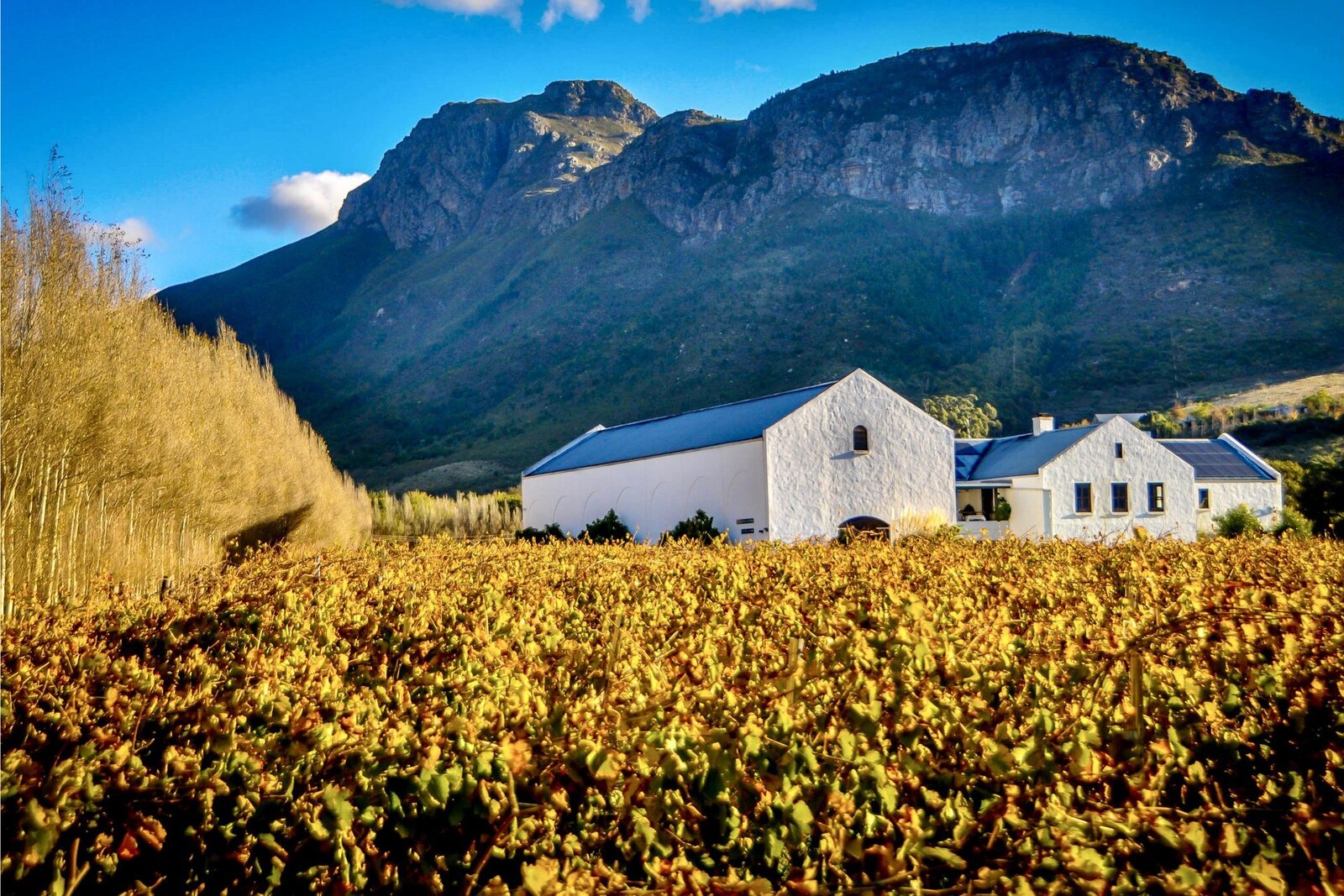 Cape Winelands vineyards with mountains in the background