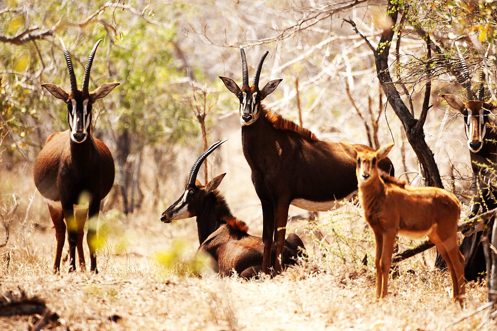 A group of sable antelope stand in the Majete bush