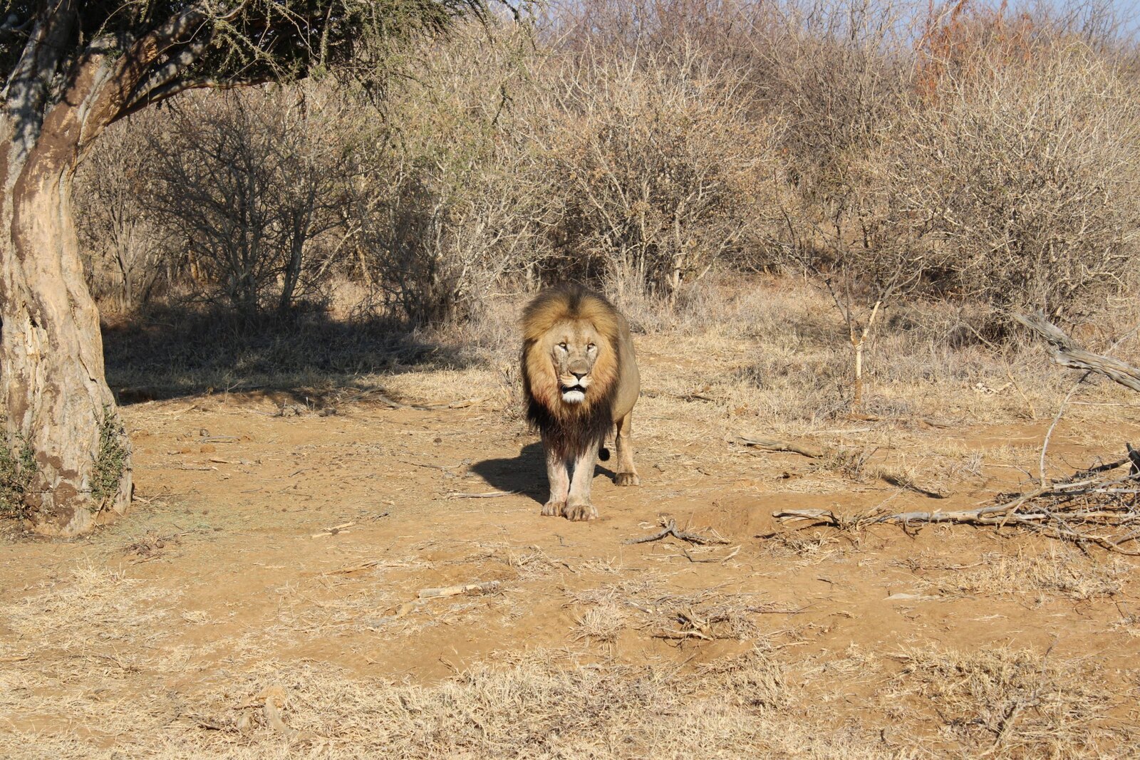 Lion on Madikwe Game Reserve near Molori