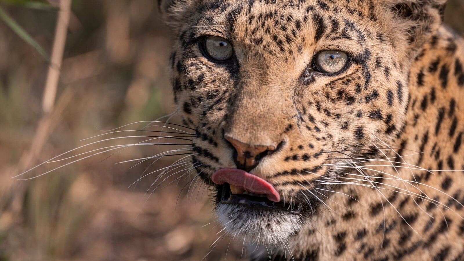 A close portrait of one of the legendary Mombo leopards in soft golden light