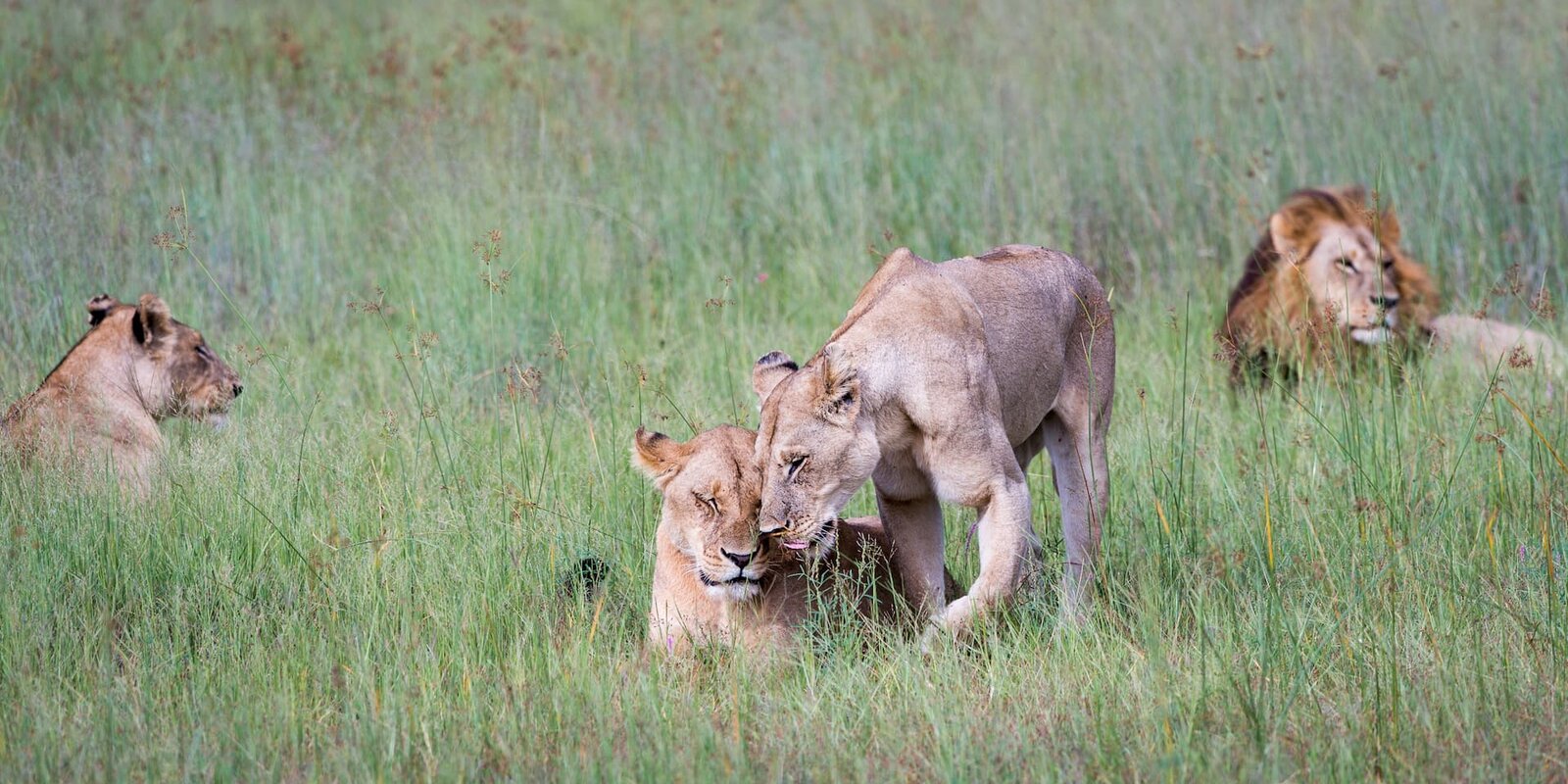 A lion pride resting in the golden grass of the Mombo floodplain on Chief's Island