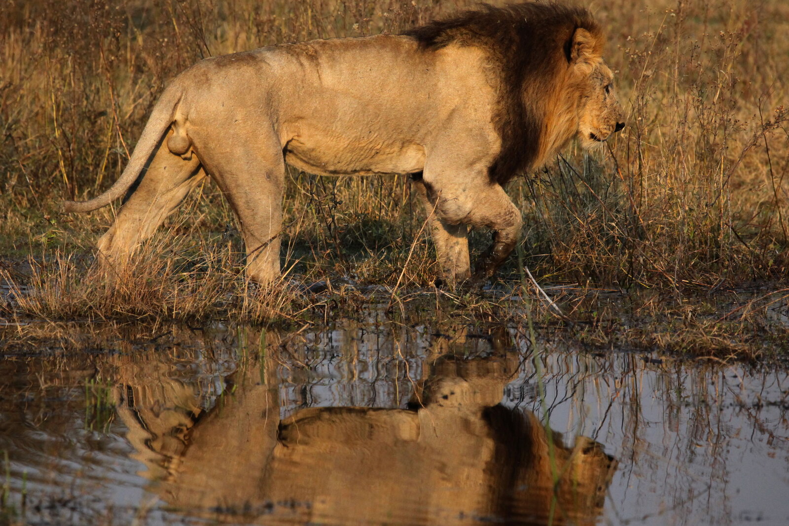 Lion pride on Chief's Island, Moremi Game Reserve