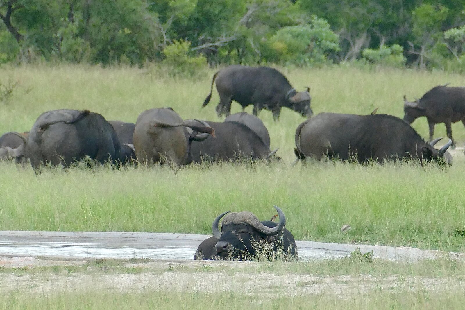 Buffalo herd in Moremi floodplains