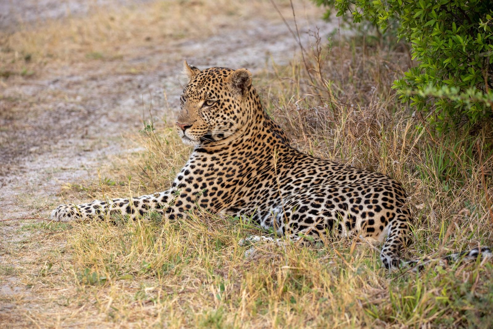 Leopard in Moremi Game Reserve