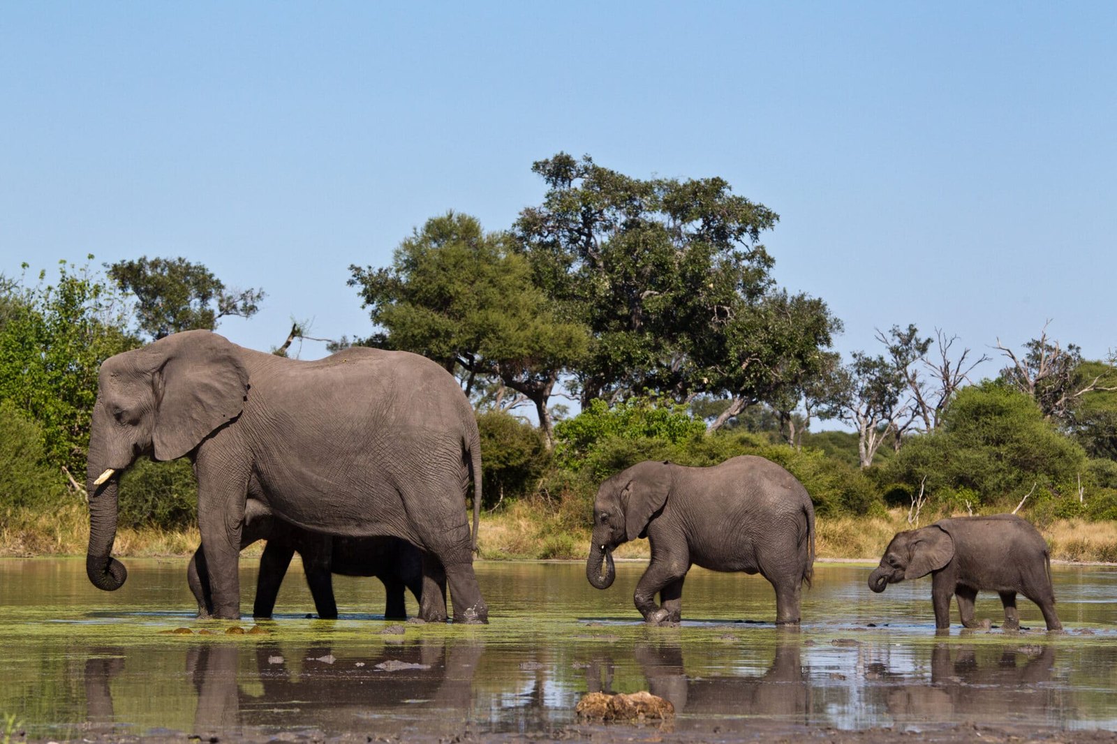 Mokoro on the Okavango Delta