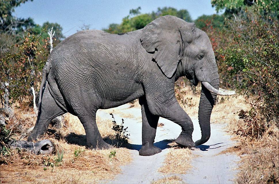 Elephants crossing in Moremi