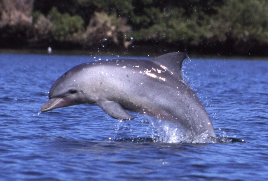 Dolphins swimming off the Mozambique coast, watched by a family boat