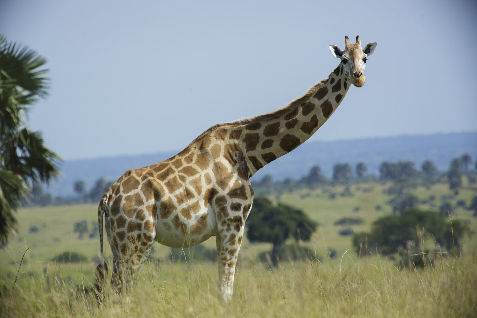 A Rothschild's giraffe on the Buligi plains of Murchison Falls National Park, Uganda