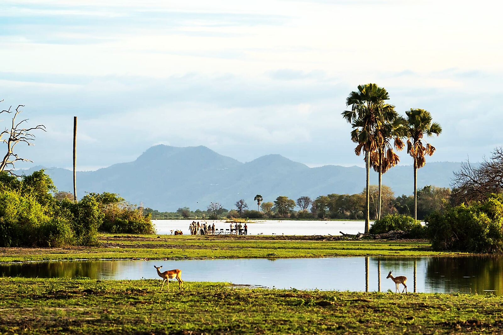 Elephants near the lagoon at Mvuu Lodge in Liwonde