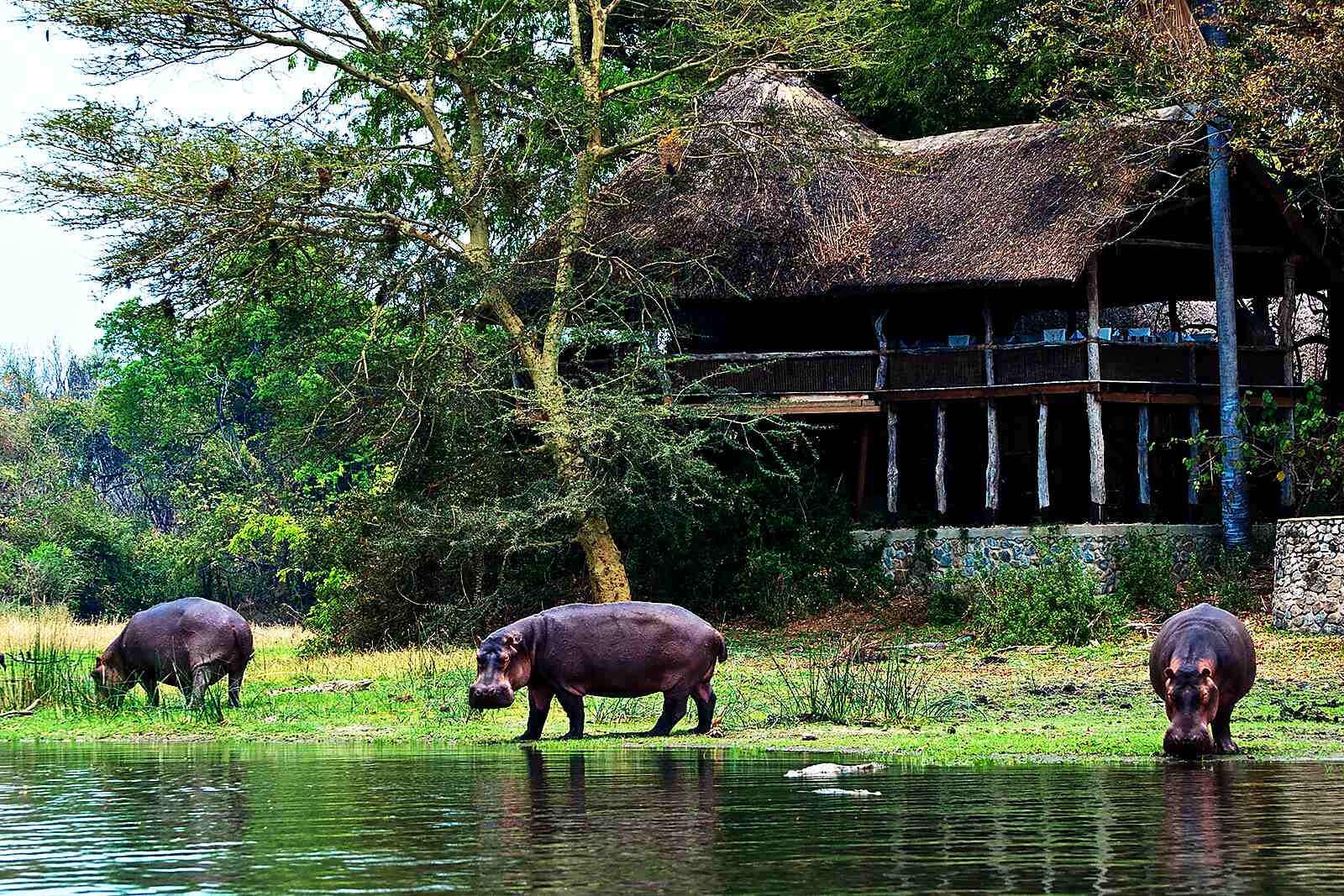 A thatched safari lodge on the banks of the Shire River with hippos below