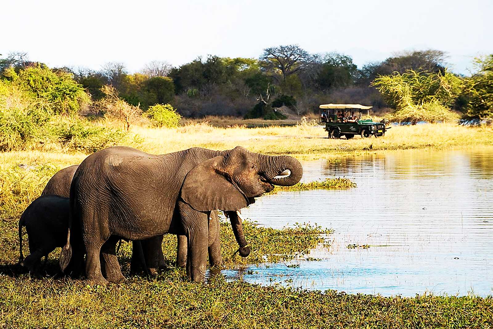 Elephants drinking at the edge of the Shire River at dusk