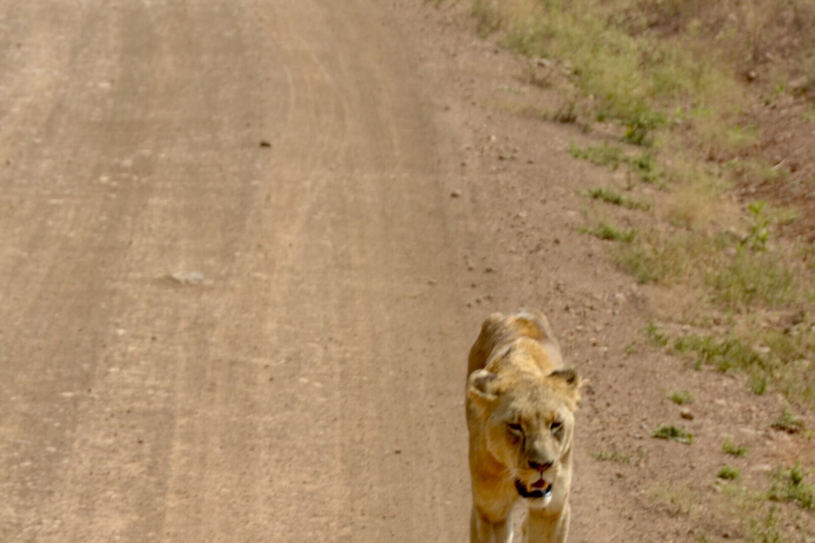 A lioness walking along a dirt track in Nairobi National Park