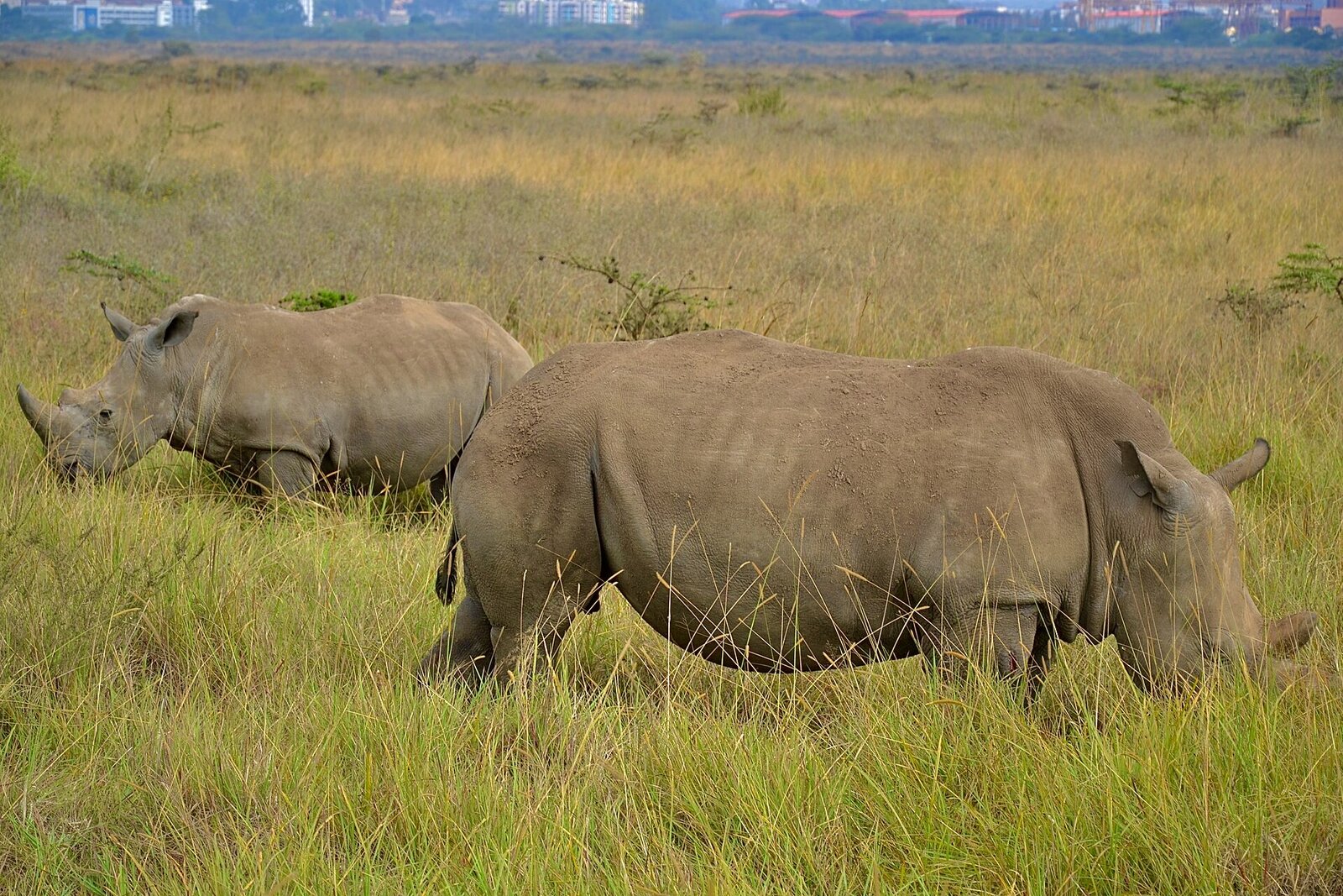 A rhino grazing on the plains of Nairobi National Park