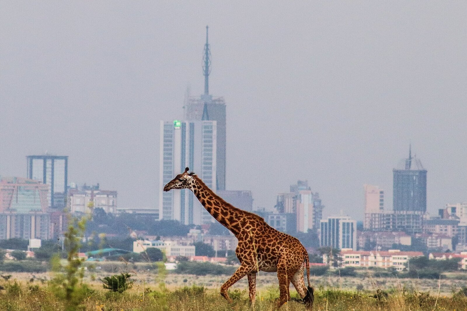 A Maasai giraffe in front of the Nairobi skyline in Nairobi National Park